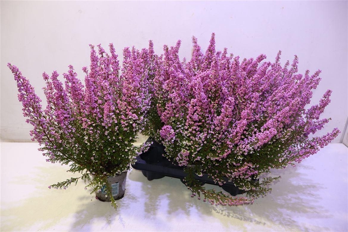 <h4>Eric Gracil Ov Roze</h4>