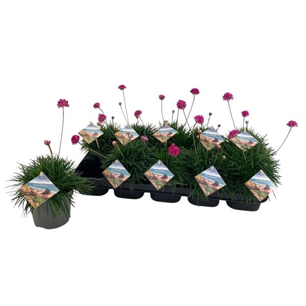 <h4>Armeria Maritima roze</h4>