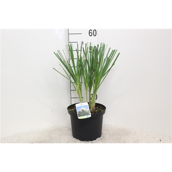 <h4>Cortaderia selloana P23 H55 potgekweekt</h4>