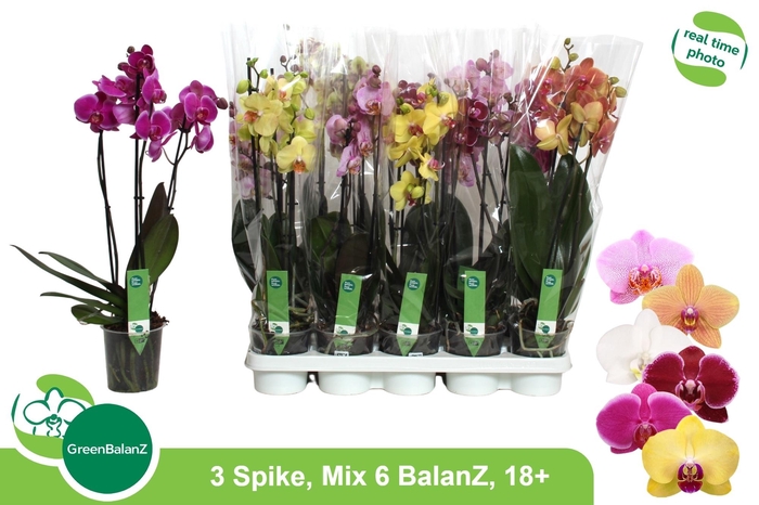 <h4>PHAL GEM 6 KL</h4>