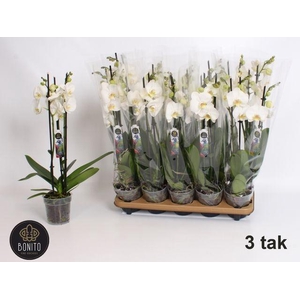 PHAL WHITE NOTTINGHAM 3 TAK