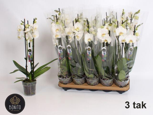 <h4>PHAL WHITE NOTTINGHAM 3 TAK</h4>