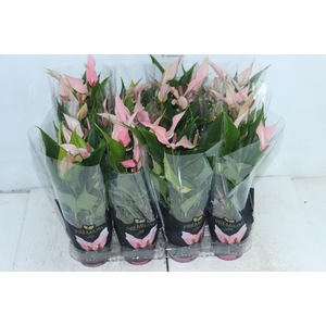 ANTHURIUM LILLI P09 PREMIUM
