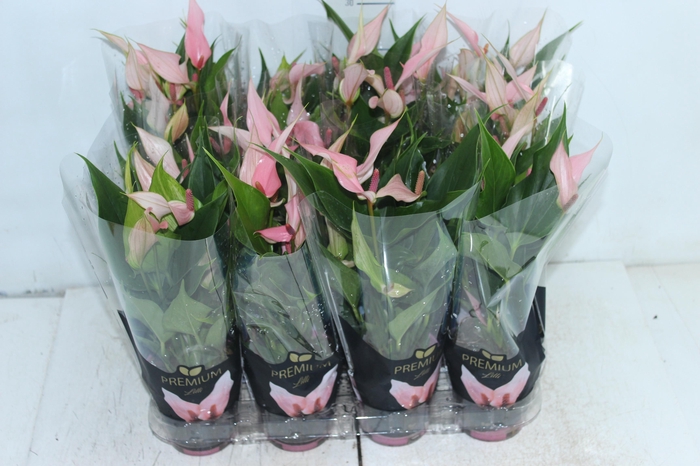 <h4>ANTHURIUM LILLI P09 PREMIUM</h4>