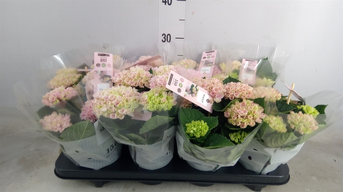 <h4>Hydrangea mac. 'Magical Revolution'</h4>