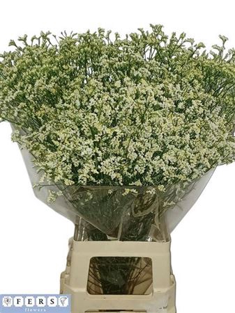 <h4>Lim Sin Clear Diamond</h4>