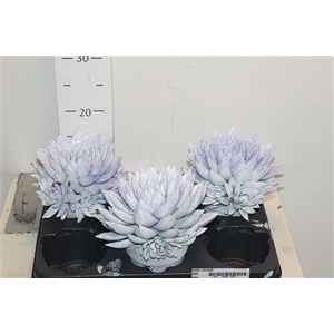 Echev Miranda Met Paarse Glitter