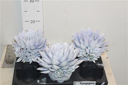 <h4>Echev Miranda Met Paarse Glitter</h4>