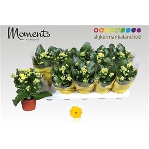 KALAN CALAN YELLOW SFINX