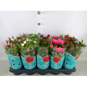 Rosa  'Star Roses'   ...mix 4