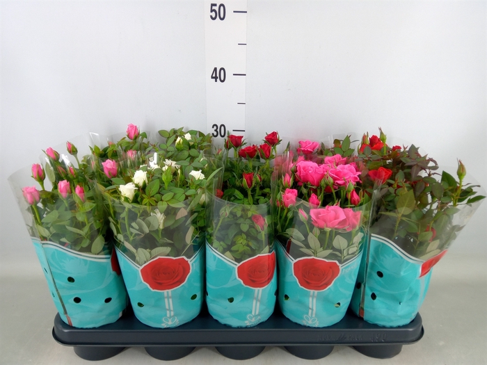 <h4>Rosa  'Star Roses'   ...mix 4</h4>