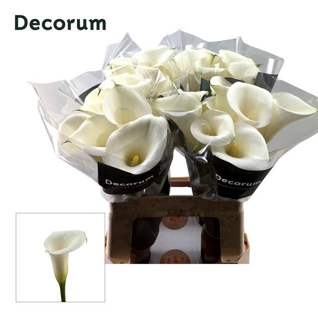 <h4>Zantedeschia ivory art</h4>