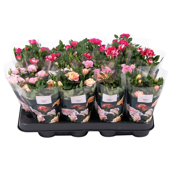 <h4>Rosa Party Gemengd</h4>