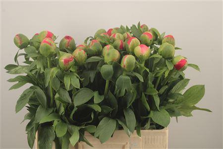 <h4>Paeo L Coral Sunset</h4>