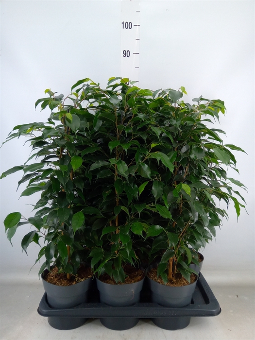 <h4>Ficus benja. 'Danielle'</h4>