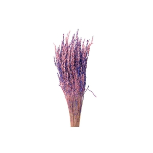 Dried Artz Rice Grass Da Vinci Bunch