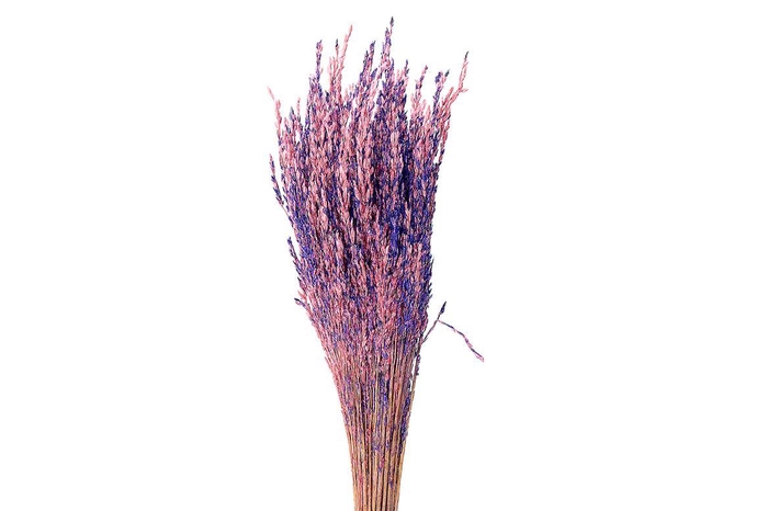 <h4>Dried Artz Rice Grass Da Vinci Bunch</h4>