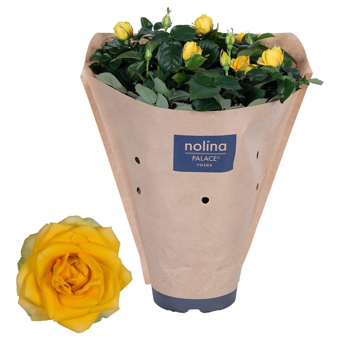 <h4>Nolina Roses Ø 17 cm Yellow Paper sleeve</h4>