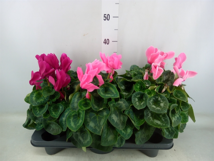 <h4>Cyclamen GR 'Mammoth'</h4>