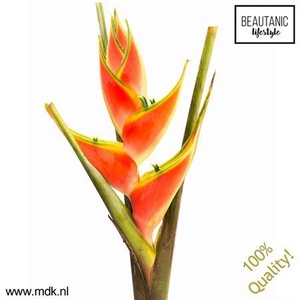 Heliconia Wagneriana 'red Jewel'