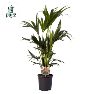 KENTIA - P19 H100 - 6PP - Air So Pure (Howea forsteriana)
