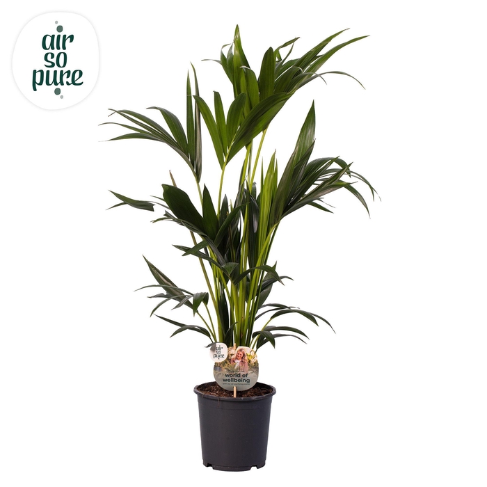<h4>KENTIA - P19 H100 - 6PP - Air So Pure (Howea forsteriana)</h4>