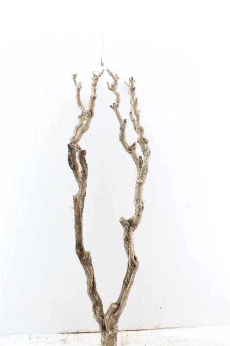 <h4>Seringenhout 110/120cm P/tk</h4>