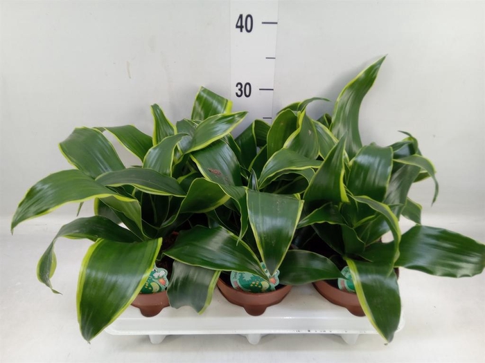 <h4>Dracaena frag. 'Dorado'</h4>