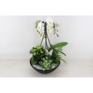 arr2 PL - Ebbi black phal. paraplu wit