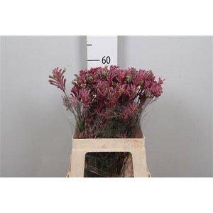 Anigozanthos flavidus 'Mini Pearl'