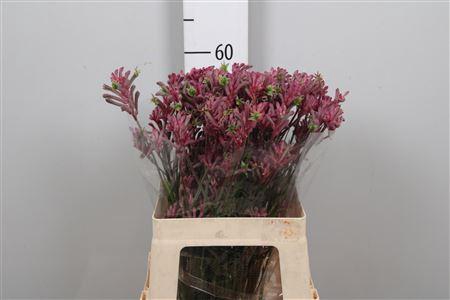 <h4>Anigozanthos flavidus 'Mini Pearl'</h4>