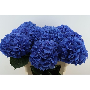 Hydr M Pimpernel 80-22