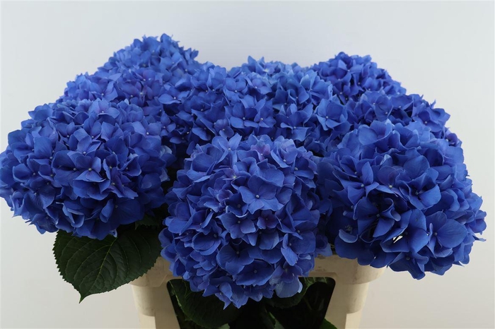 <h4>Hydr M Pimpernel 80-22</h4>