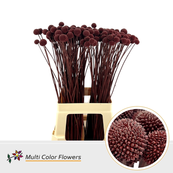 <h4>Craspedia Bordeaux</h4>