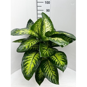 DIEFF SE TROPIC SNOW