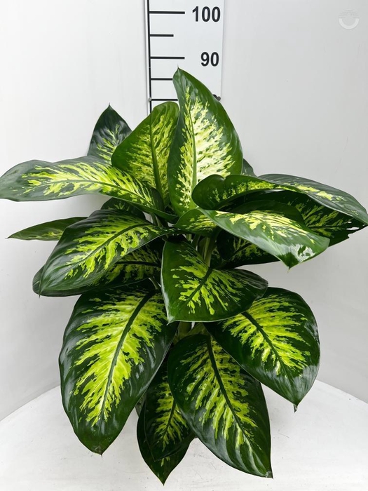 <h4>DIEFF SE TROPIC SNOW</h4>