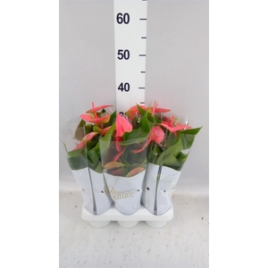 Anthurium andr. 'Sweet Dream'