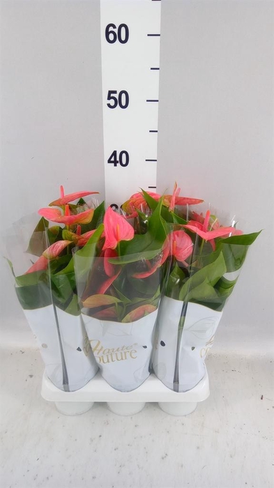 <h4>Anthurium andr. 'Sweet Dream'</h4>