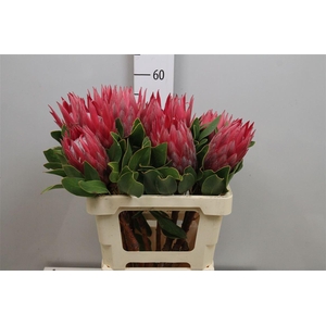 Protea Cynaroides Madiba