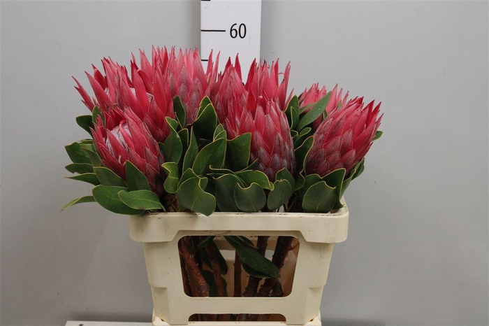 <h4>Protea Cynaroides Madiba</h4>