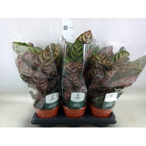 Calathea makoyana