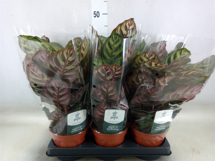 <h4>Calathea makoyana</h4>