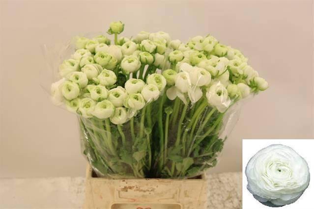 <h4>RAN EL WHITE</h4>