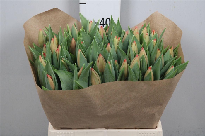 <h4>Tu En Ad Rem</h4>