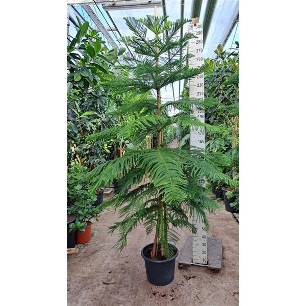 <h4>Araucaria 300</h4>