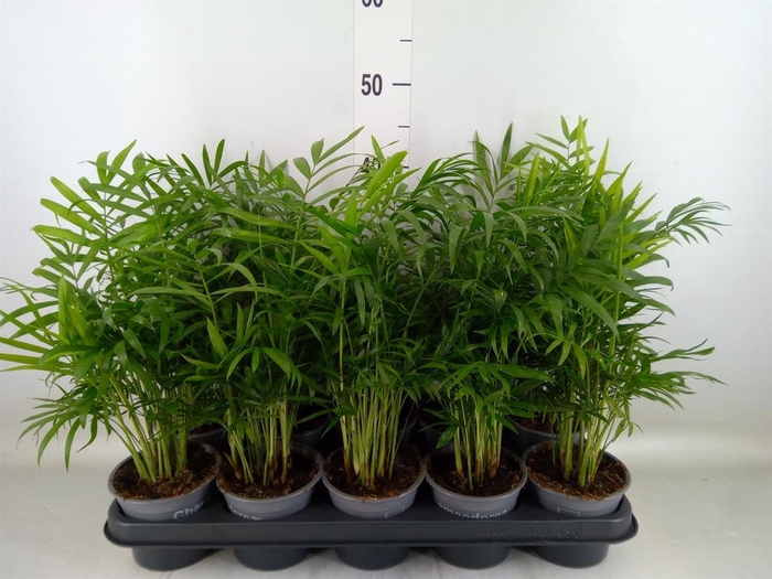 <h4>Chamaedorea elegans</h4>