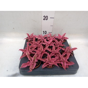 Cryptanthus  'Rubin Star'