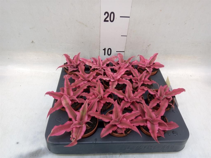 <h4>Cryptanthus  'Rubin Star'</h4>