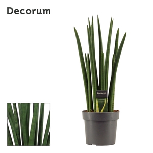 Sansevieria Cylindrica 17 cm Rocket (Decorum)