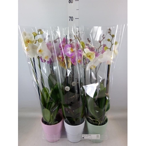 Phalaenopsis   ...mix